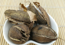 马兜铃